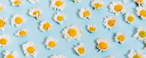 kwiatki - stokrotki leżące na błękitnym obrusie