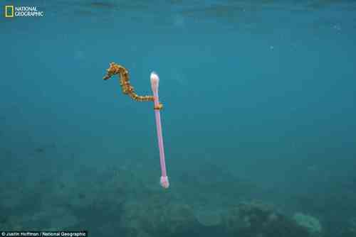 konik morski i oceaniczne zanieczyszczenia