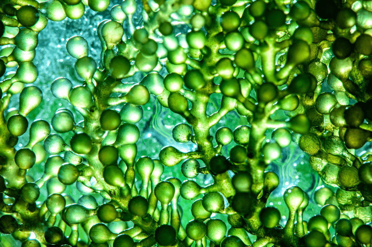 algi i plastik
